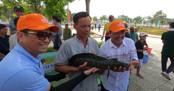 Đã tìm ra con cá lóc đồng to nhất rừng U Minh Hạ - Tuổi Trẻ Online