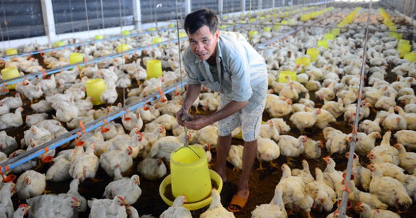 ไก่แช่แข็งนำเข้าจำนวนมาก ไก่ทิ้งไทย “เข้า” เวียดนาม การผลิตปศุสัตว์ในประเทศล้มเหลว