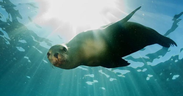 sea-lion-fact-sheet-blog-nature-pbs