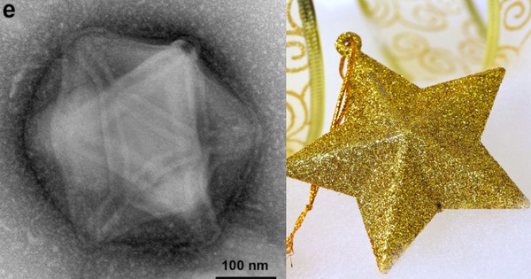 Detection of multiple giant 'monster' viruses in a handful of soil ...