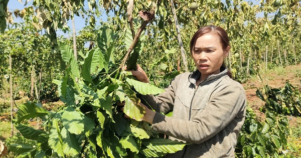 tuoitre.vn