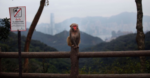 香港首例B病毒感染者被猴子咬傷