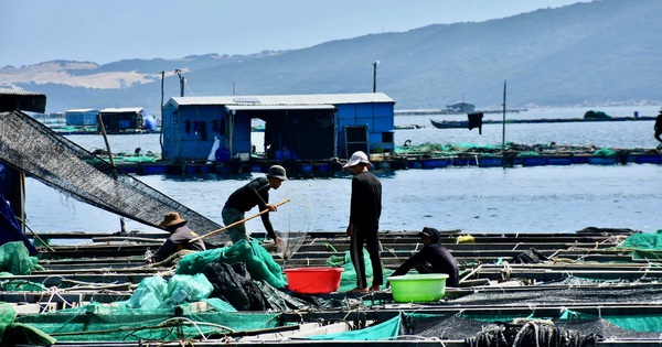 Khánh Hòa hỗ trợ người bị thu hồi đất nuôi trồng thủy sản ở Vân Phong