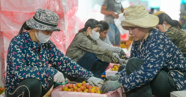 Hơn 5.000 tấn vải thiều Bắc Giang sẵn sàng xuất ngoại