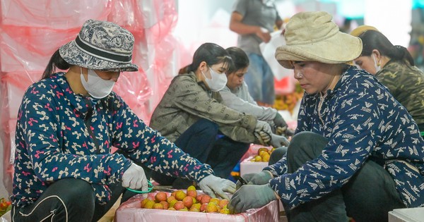Hơn 5.000 tấn vải thiều Bắc Giang sẵn sàng xuất ngoại