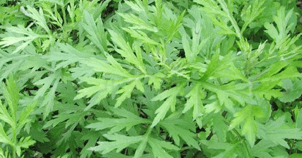 Vì sao ngải cứu được mệnh danh 'vua thảo mộc'