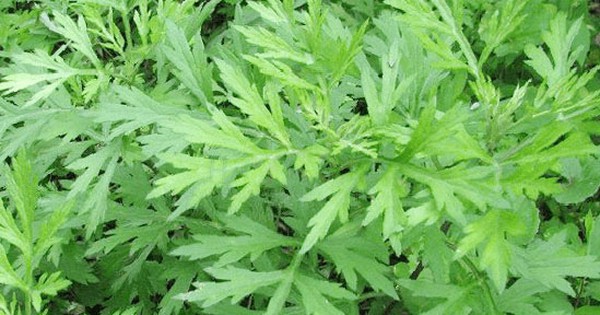 Vì sao ngải cứu được mệnh danh 'vua thảo mộc'