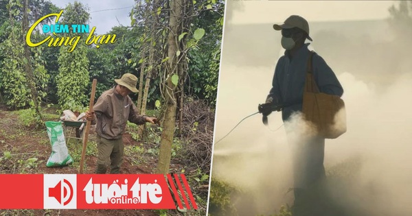 Điểm tin 8h: Vì sao giá hồ tiêu giảm liên tục?; Ngừng khẩn cấp sử dụng thuốc diệt cỏ DCPA