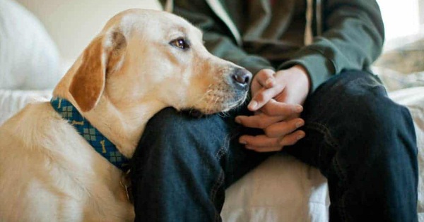 Chó có thể đánh hơi thấy con người đang căng thẳng và "bị lây"