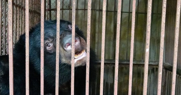 Cứu hộ gấu ngựa nuôi nhốt cuối cùng ở Vĩnh Phúc