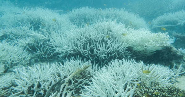 Đại dương nóng lên "bóp nghẹt" rạn san hô lớn nhất thế giới