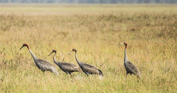 Sắp đưa sếu đầu đỏ về nuôi tại Vườn quốc gia Tràm Chim