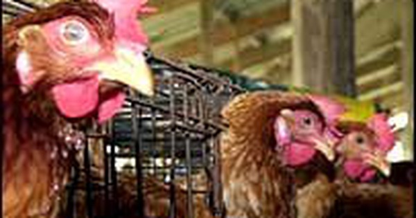 Thịt gà nếu được nấu như thế nào sẽ đảm bảo sức khỏe người tiêu dùng?
