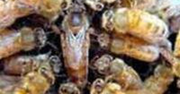 Phấn hoa mật ong có lợi cho da và tóc không?
