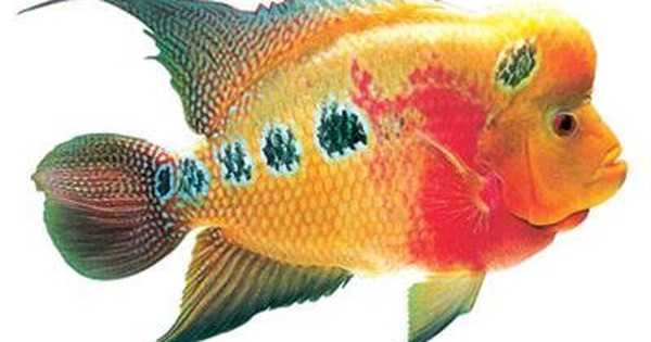 Cơn bão cá la hán - Tuổi Trẻ Online Cơn Bão Cá La Hán - Tuổi Trẻ Online