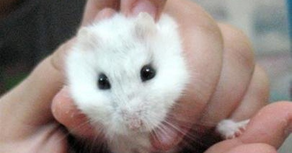 Mối nguy dịch bệnh từ chuột Hamster