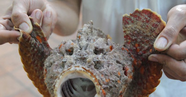 Phần thịt của cá mặt quỷ chứa nhiều protein và vi chất \