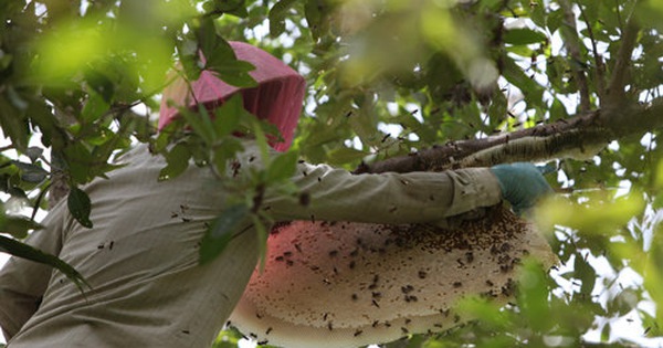Có bao nhiêu nguồn gốc rừng sản xuất mật ong rừng và an toàn cho sức khoẻ?
