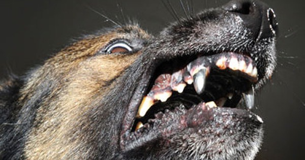 Bạn có biết rằng chó cảnh sát cũng cần những chiếc răng mạnh mẽ để giúp phục vụ nhiệm vụ của mình? Hãy xem bức ảnh liên quan để tìm hiểu về răng titan chó cảnh sát và cách chúng được áp dụng để giúp chúng ta an toàn hơn.