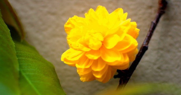 Hoa Mai 120 canh là một loại hoa truyền thống được trồng ở Việt Nam. Hình ảnh liên quan đến Hoa Mai 120 canh sẽ khiến bạn cảm thấy thích thú bởi bông hoa rực rỡ và đẹp mắt trên nền tảng cảnh quan tuyệt đẹp.