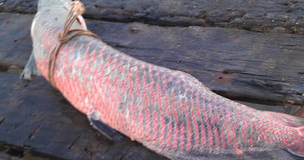 Bắt được cá rồng nặng 50kg trên sông Hậu