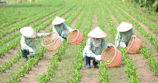 Tác dụng của crila trinh nữ hoàng cung có thể cảm nhận được trong bao lâu?
