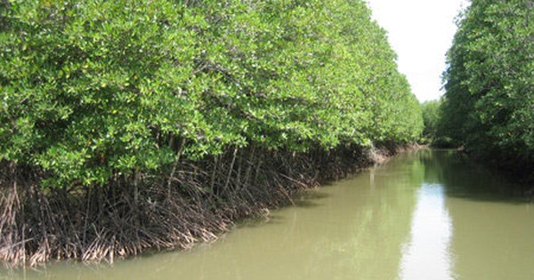 Người dân Quảng Ngãi bảo vệ rừng ngập mặn để giữ làng Báo Dân tộc và Phát triển #39 Người dân Quảng Ngãi bảo vệ rừng ngập mặn để giữ làng Báo Dân tộc và Phát triển