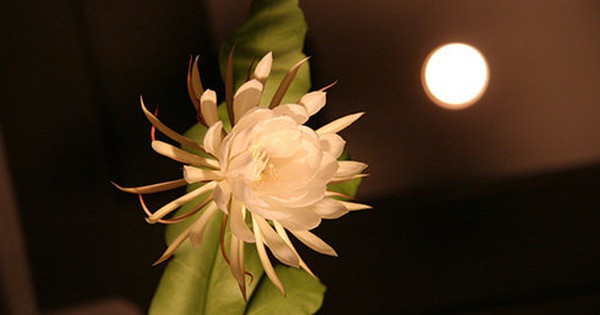 Hình ảnh ý nghĩa của hoa Quỳnh  Nữ hoàng bóng đêm