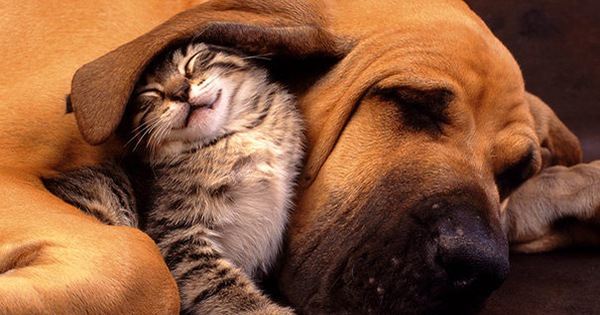 Chó mèo kết bạn: Xem ảnh chó mèo kết bạn đáng yêu và đầy cảm xúc này để cảm nhận tình bạn đích thực giữa hai loài vật này. Họ luôn tìm cách để cởi mở và tạo dựng mối quan hệ chân thành, đem lại cho chúng ta nhiều niềm vui và hạnh phúc không ngờ.