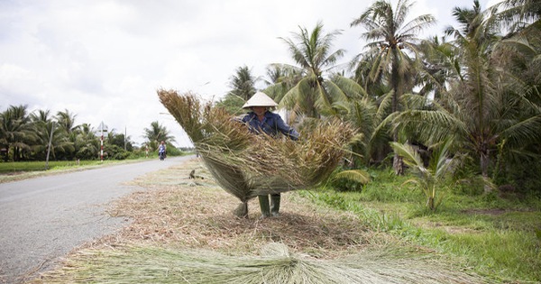 Mùa thu hoạch lác hè ở Càng Long