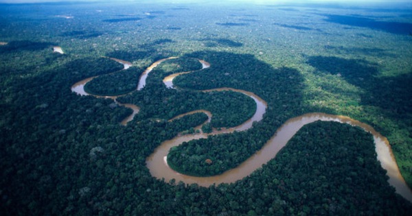 ​Cần 300 năm để hoàn thành thống kê thực vật rừng Amazon
