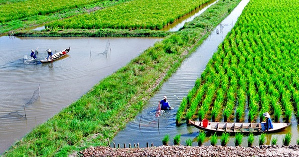 HTX sải cánh trên cánh đồng lớn ở Trà Vinh