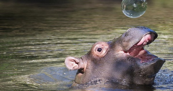 Có những từ nào khác sử dụng để chỉ con hà mã trong tiếng Anh ngoài hippopotamus?
