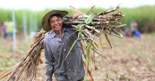 ​Đường Nước Trong vào mùa thu hoạch mía