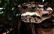 Phát hiện loài rắn lớn nhất từng sống trên Trái đất