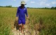 Nông dân gieo sạ lúa vụ 3 bất chấp khuyến cáo nên bị thiệt hại