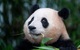 Dân mạng xứ Trung phản ứng khi Hàn Quốc làm phim về gấu trúc Fu Bao