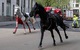 Ngựa kỵ binh Hoàng gia Anh sổng chuồng náo loạn thủ đô London, nhiều người bị thương