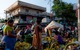 Chuối Ấn Độ 'chưa bán đã hư' vì nắng nóng và thiếu kho lạnh