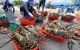 Tôm hùm Khánh Hòa chết do nhiệt độ nước tăng cao, nuôi mật độ dày